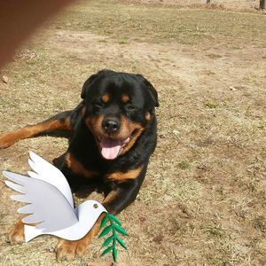 Meet your Posher, Violet